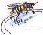 wasp