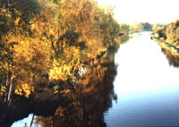 silver birches, canal