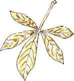 horse chestnut leaf