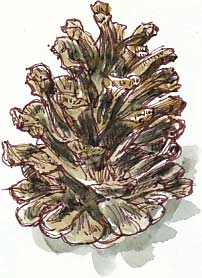 pine cone