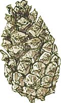 pine cone