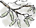 catkins