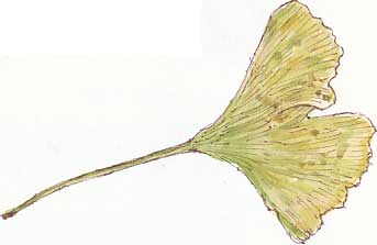 ginkgo leaf