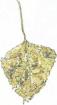 old poplar leaf