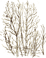poplars