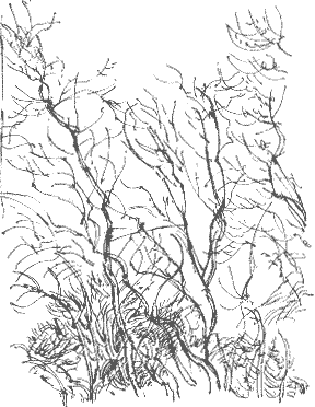 thorn branches