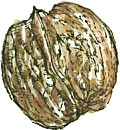 walnut