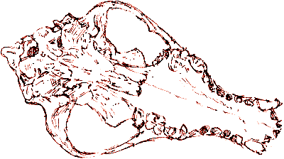 skull