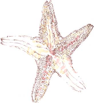 starfish