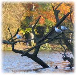 black-headed gulls